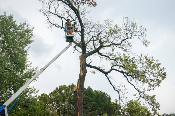 Carl Junction, MO  Tree Services Company